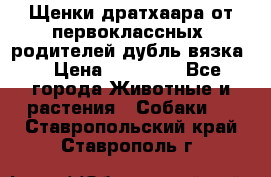 Щенки дратхаара от первоклассных  родителей(дубль вязка) › Цена ­ 22 000 - Все города Животные и растения » Собаки   . Ставропольский край,Ставрополь г.